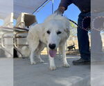 Small #4 Golden Pyrenees
