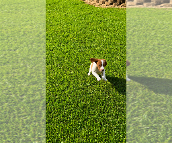 Medium Photo #2 Brittany Puppy For Sale in ORRUM, NC, USA