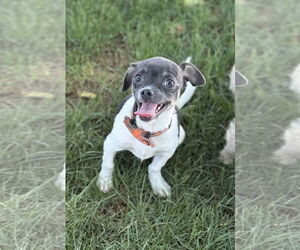 Rat Terrier-Unknown Mix Dogs for adoption in Phoenix, AZ, USA