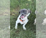 Small Rat Terrier Mix