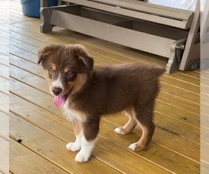 Australian Shepherd-Unknown Mix Puppy for sale in JEROMESVILLE, OH, USA