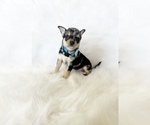 Small #7 Chihuahua