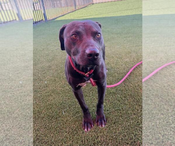 Medium Photo #2 Mutt Puppy For Sale in Rockwall, TX, USA