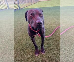 Voodoo - Male Mutt Dog for Adoption - Photo #2
