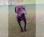 Small Photo #2 Mutt Puppy For Sale in Rockwall, TX, USA
