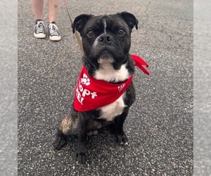 Rocky (Rocco) - Male Buggs Dog for Adoption - Photo #2