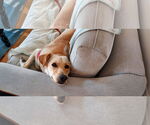 Small #6 Labrador Retriever Mix
