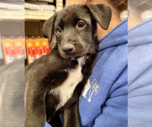 Medium Photo #1 Labrador Retriever-Unknown Mix Puppy For Sale in House Springs, MO, USA