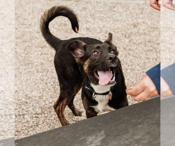 Medium Photo #32 American Pit Bull Terrier-German Shepherd Dog Mix Puppy For Sale in Fargo, ND, USA