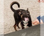 Small #31 American Pit Bull Terrier-German Shepherd Dog Mix