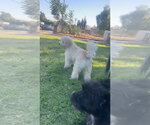 Small #1 Maltipoo (Miniature)