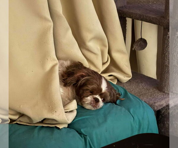 Medium Photo #3 Shih Tzu Puppy For Sale in Gulfport, MI, USA