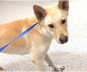 Labrador Retriever Dogs for adoption in Houston, TX, USA