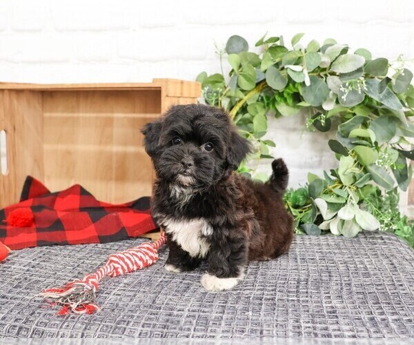 Medium Photo #4 ShihPoo Puppy For Sale in SYRACUSE, IN, USA