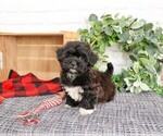 Small #3 ShihPoo