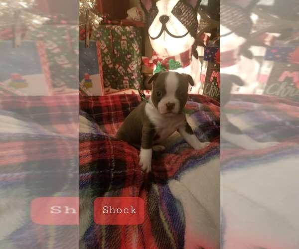 Medium Photo #1 Boston Terrier Puppy For Sale in KINGSPORT, TN, USA