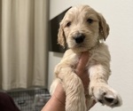 Puppy Puppy 2 Goldendoodle