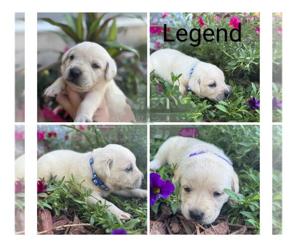 Medium Photo #4 Golden Retriever-Unknown Mix Puppy For Sale in Vail, AZ, USA