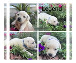 Small #3 Golden Retriever Mix