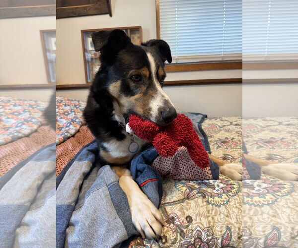 Medium Photo #2 Bernese Mountain Dog-Unknown Mix Puppy For Sale in Duluth, MN, USA