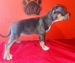 Small #3 American Bully