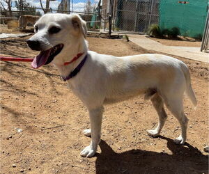 Gandalf - - Male Cheagle Dog for Adoption - Photo #11