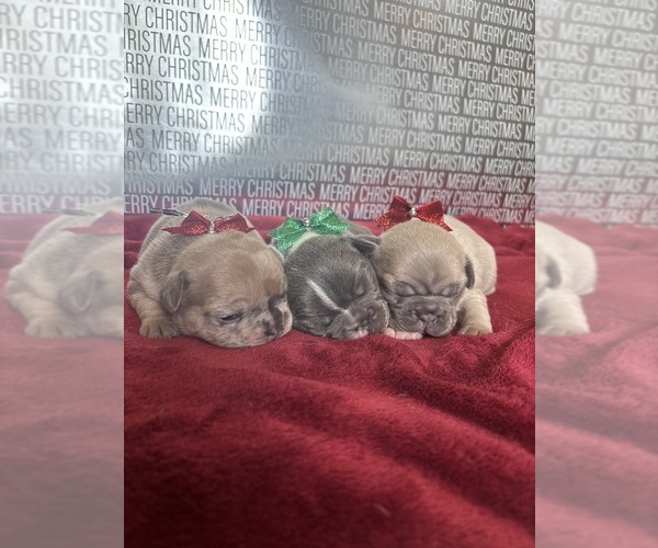 Medium Photo #11 French Bulldog Puppy For Sale in VIRGINIA BEACH, VA, USA