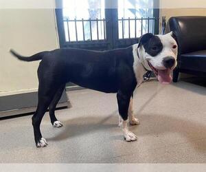 Mutt Dogs for adoption in Pasadena, CA, USA