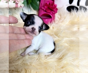 Chihuahua Puppy for Sale in TRACY, California USA