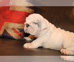 Small Photo #11 English Bulldog Puppy For Sale in CHICAGO, IL, USA