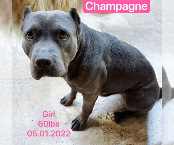 Medium Photo #4 American Pit Bull Terrier Puppy For Sale in West Hollywood, CA, USA