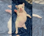 Small Photo #26 French Bulldog Puppy For Sale in MISSION, TX, USA