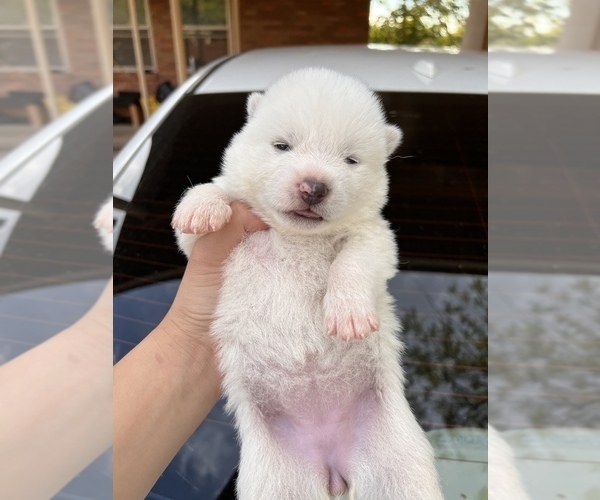 Full screen Photo #1 Akita Puppy For Sale in ARLINGTON, TX, USA