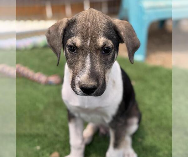 Medium Photo #1 Mutt Puppy For Sale in San Diego, CA, USA