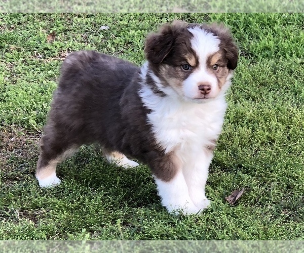 Medium Photo #2 Miniature Australian Shepherd Puppy For Sale in HOWE, OK, USA
