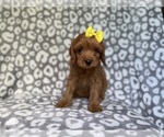 Small #9 Cavapoo (Miniature)