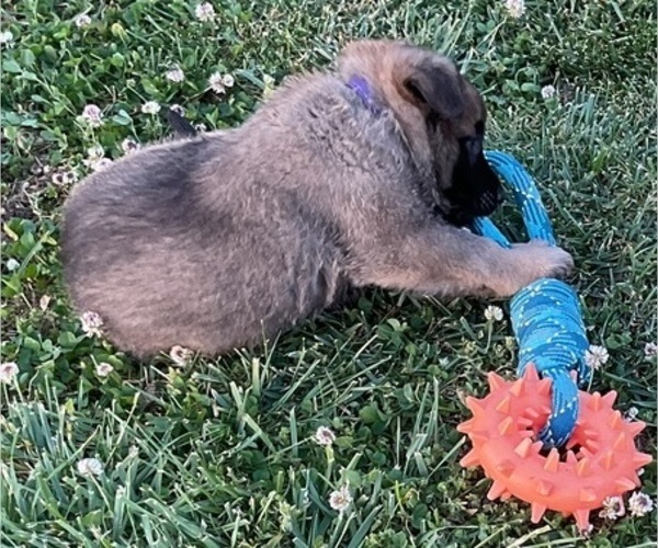Medium Photo #5 Belgian Malinois Puppy For Sale in LINCOLNTON, NC, USA