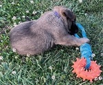 Small #4 Belgian Malinois