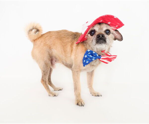 Medium Photo #8 Mutt Puppy For Sale in phoenix, AZ, USA