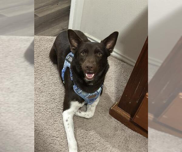 Medium Photo #1 Australian Shepherd-Unknown Mix Puppy For Sale in San Antonio, TX, USA