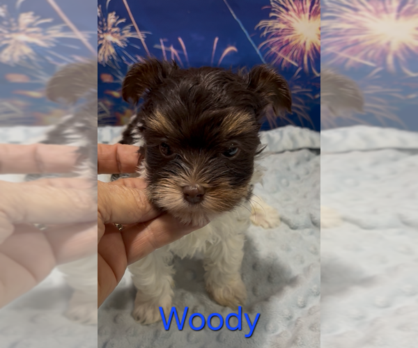 Medium Photo #3 Yorkshire Terrier Puppy For Sale in AZLE, TX, USA