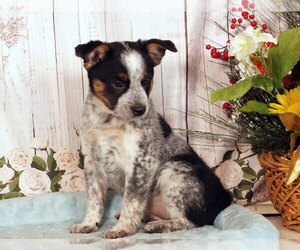 Boston Cattle Dog Puppy for sale in PENNS CREEK, PA, USA
