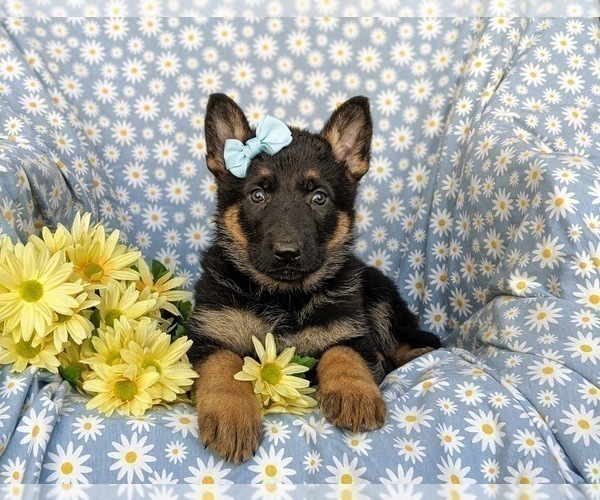 Medium Photo #5 German Shepherd Dog Puppy For Sale in NORTH EAST, MD, USA