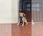 Small #4 Labrador Retriever Mix