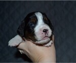 Small #7 English Springer Spaniel