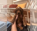 Small #6 Goldendoodle (Miniature)