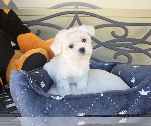 Medium Photo #1 Maltese Puppy For Sale in SANTA CLARITA, CA, USA