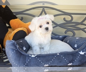 Medium Maltese
