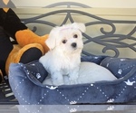 Puppy Bunny Maltese