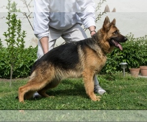 Mother of the German Shepherd Dog puppies born on 03/20/2021